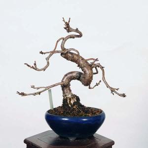 盆栽：十月桜  *現品 さくら　サクラ　Jyuugatsusakura bonsai 小品盆栽｜y-bonsai