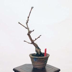 盆栽：緋寒桜  *現品 さくら　サクラ　Hikansakura bonsai 小品盆栽｜y-bonsai