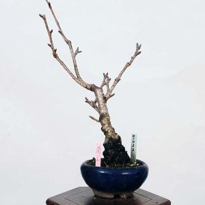 盆栽：関山桜  *現品 さくら　サクラ　Kanzanzakura bonsai 小品盆栽｜y-bonsai