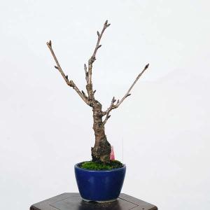 盆栽：関山桜  *現品 さくら　サクラ　Kanzanzakura bonsai 小品盆栽｜y-bonsai