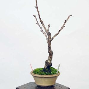 盆栽：関山桜  *現品 さくら　サクラ　Kanzanzakura bonsai 小品盆栽｜y-bonsai