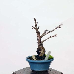 盆栽：寒桜  *現品 さくら　サクラ　Kansakura bonsai 小品盆栽｜y-bonsai