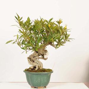 盆栽 特選：実成梔子(くちなし)　現品*一点物　クチナシ Rubiaceae Gardenia Minarikuchinashi bonsai 中品盆栽