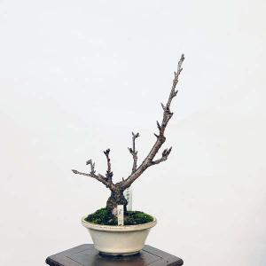 盆栽：寒桜  *現品 さくら　サクラ　Kansakura bonsai 小品盆栽｜y-bonsai