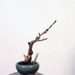 盆栽：鬱金桜 (ウコン桜) *現品 さくら　サクラ　Ukonsakura bonsai 小品盆栽