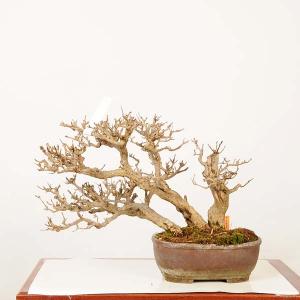盆栽 特選：柘榴(ざくろ)　現品*一点物 ザクロ Punica granatum　Zakuro bonsai 中品盆栽