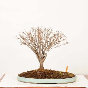 盆栽　特選：欅(けやき)　現品*一点物 ケヤキ Zelkova serrata　Keyaki bonsai 中品盆栽