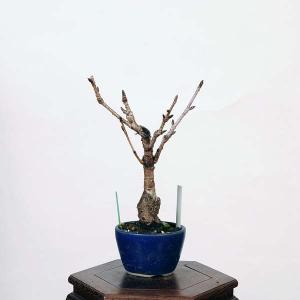 盆栽：一葉桜  *現品 さくら　サクラ　Ichiyouzakura bonsai 小品盆栽｜y-bonsai