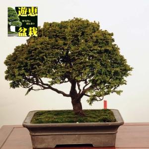 中品盆栽：特選津山桧【現品】*Tsuyama-Hinoki【送料無料】｜y-bonsai