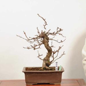 中品盆栽：御所桜*現品 さくら　サクラ　Gosyosakura｜y-bonsai