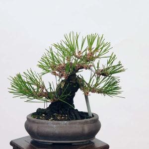 盆栽 特選：三河黒松*　現品 くろまつ　クロマツ　Kuromatsu bonsai 小品盆栽｜y-bonsai