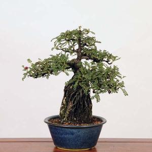 盆栽：磯山椒石付(いそざんしょう)現品*サンショウ　Isozansyo　Osreomeles anthyllidifolia var. subrotunda中品盆栽｜y-bonsai