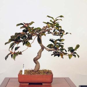 盆栽：椿 (岩根絞り)　現品 *つばき　ツバキ Camellia japonica Tsubaki  bonsai 中品盆栽｜y-bonsai