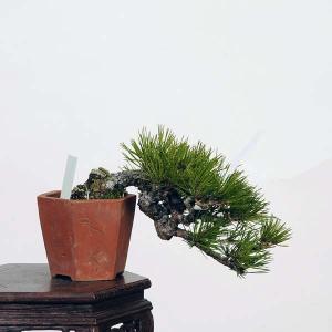 盆栽：赤松（アカマツ）*現品 あかまつ Akamatsu bonsai Pinus densiflora 小品盆栽｜y-bonsai