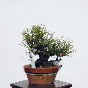 盆栽 特選：三河黒松*　現品 くろまつ　クロマツ　Kuromatsu bonsai 小品盆栽｜y-bonsai