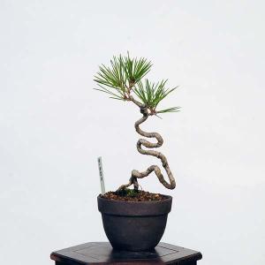 盆栽：三河黒松*　現品 くろまつ　クロマツ　Kuromatsu bonsai 小品盆栽｜y-bonsai