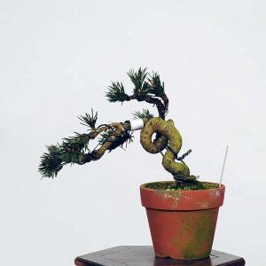 盆栽：黒松(千寿丸)*　現品 くろまつ　クロマツ　Kuromatsu bonsai 小品盆栽｜y-bonsai