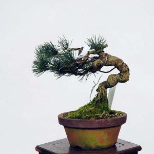 盆栽：五葉松(安達太良)*　現品 ごようまつ　ゴヨウマツ　Goyoumatsu bonsai 小品盆栽｜y-bonsai