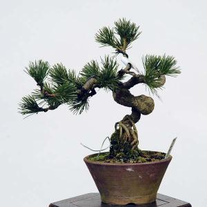 盆栽：五葉松(安達太良)*　現品 ごようまつ　ゴヨウマツ　Goyoumatsu bonsai 小品盆栽｜y-bonsai