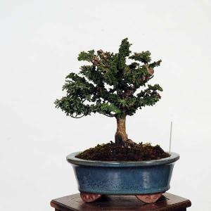 盆栽：石化桧(ひのき)　現品　*ヒノキ　Chamaecyparis　Hinoki bonsai 小品盆栽