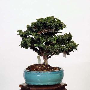 盆栽：石化桧(ひのき)　現品　*ヒノキ　Chamaecyparis　Hinoki bonsai 小品盆栽｜y-bonsai