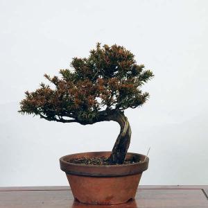 盆栽：一位(イチイ）　現品*いちい Taxus cuspidata Ichii bonsai 中品盆栽｜y-bonsai