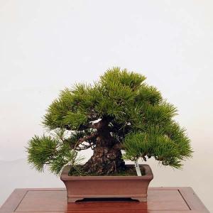 盆栽 特選：三河黒松*　現品 くろまつ　クロマツ　Kuromatsu bonsai 中品盆栽｜y-bonsai