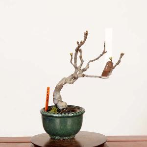 盆栽：花梨(かりん)*現品 一点物 カリン　Pseudocydonia sinensis　Karin bonsai　ミニ盆栽