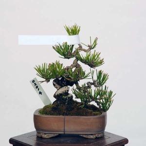 盆栽 特選：三河黒松*　現品 くろまつ　クロマツ　Kuromatsu bonsai 小品盆栽｜y-bonsai