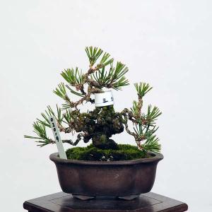 盆栽 特選：三河黒松*　現品 くろまつ　クロマツ　Kuromatsu bonsai 小品盆栽｜y-bonsai