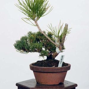 盆栽 特選：五葉松(明星)*　現品 ごようまつ　ゴヨウマツ　Goyoumatsu bonsai 小品盆栽｜y-bonsai