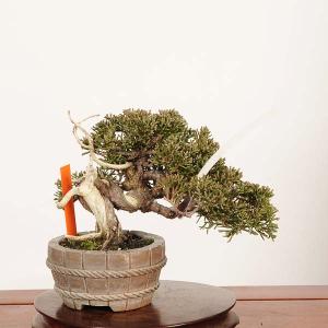 盆栽：特選糸魚川真柏 *現品 一点物 しんぱく　シンパク Sabina chinesis　Shinpaku bonsai 小品盆栽