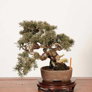 盆栽：特選糸魚川真柏 *現品 一点物 しんぱく　シンパク Sabina chinesis　Shinpaku bonsai 小品盆栽