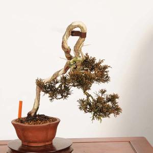 盆栽：特選糸魚川真柏 *現品 一点物 しんぱく　シンパク Sabina chinesis　Shinpaku bonsai 小品盆栽