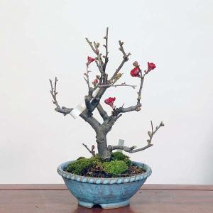 盆栽：木瓜(ぼけ)　鉢　文山　現品*　ボケ　Bokebonsai　Chaenomeles speciosa　 中品盆栽　｜y-bonsai