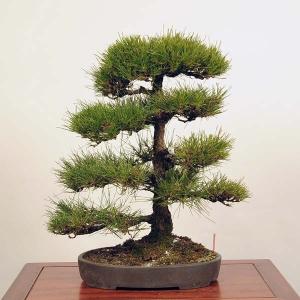 中品盆栽：三河黒松　現品* くろまつ　クロマツ　Kuromatsu 送料無料｜y-bonsai