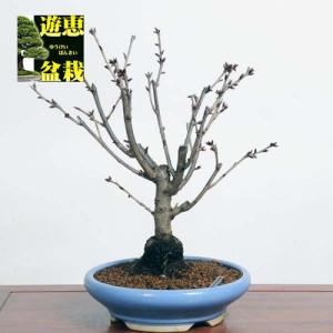 中品盆栽：八重桜(南殿)【現品】*sakura【送料無料】｜y-bonsai