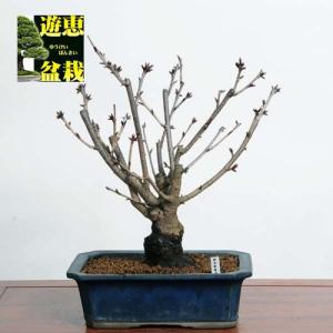 中品盆栽：八重桜(南殿)【現品】*sakura【送料無料】｜y-bonsai