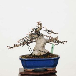 小品盆栽：特選ぶな（ブナ）*　現品　Buna｜y-bonsai