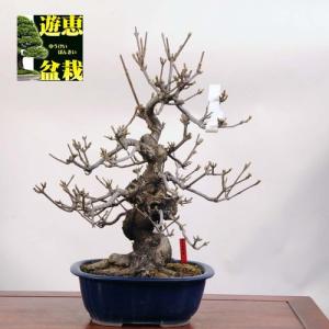 中品盆栽：白実がまずみ【現品】*【送料無料】｜y-bonsai