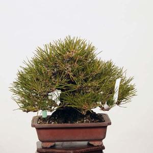 小品盆栽：特選三河黒松*現品 くろまつ　クロマツ　Kuromatsu　｜y-bonsai