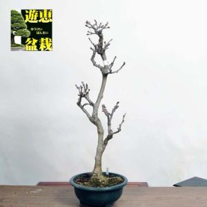 中品盆栽：一才藤【現品】*Fuji【送料無料】【ヤマト便】｜y-bonsai