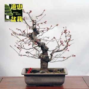 中品盆栽：おかめ桜【現品】*sakura【送料無料】｜y-bonsai