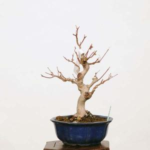 小品盆栽：山紅葉　現品*山もみじ　モミジ　Momiji｜y-bonsai