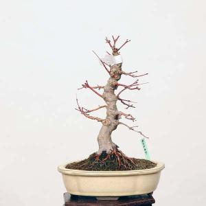 小品盆栽：山紅葉　現品*山もみじ　モミジ　Momiji｜y-bonsai