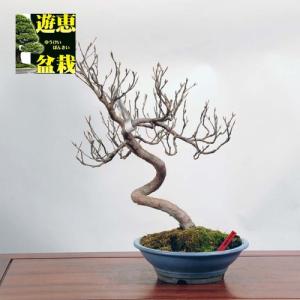 中品盆栽：姫しゃら【現品】*【送料無料】｜y-bonsai