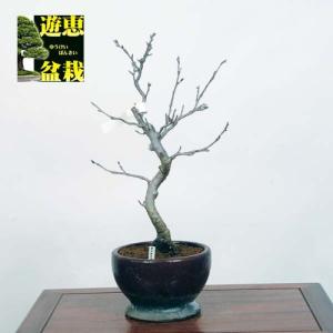 中品盆栽：吉野桜【現品】*sakura【送料無料】｜y-bonsai
