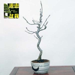 中品盆栽：吉野桜【現品】*sakura【送料無料】｜y-bonsai