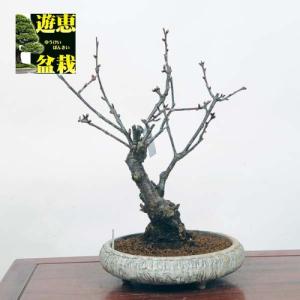 中品盆栽：河津桜【現品】*sakura【送料無料】｜y-bonsai