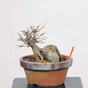 小品盆栽：楓石付（かえで・カエデ）　現品*　Momiji 送料無料｜y-bonsai